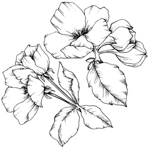 苹果的向量花花植物花。黑白雕刻水墨艺术。被隔绝的花例证元素