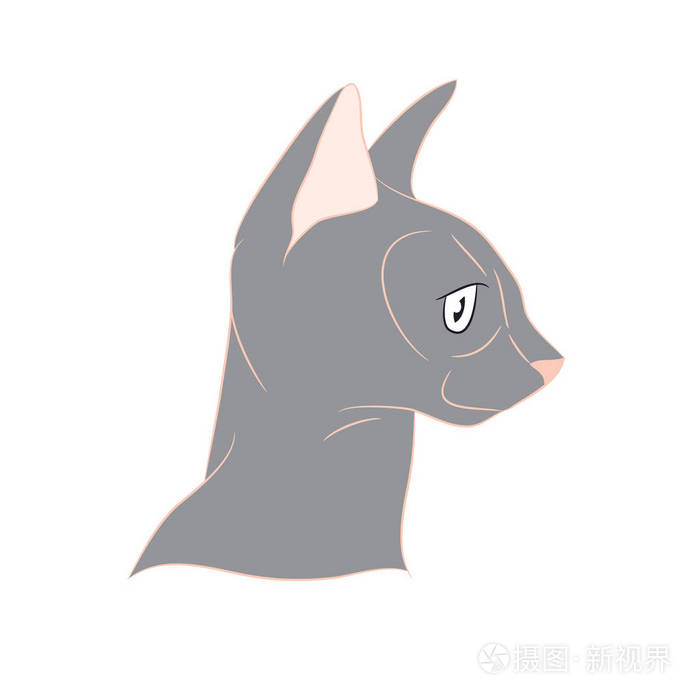 猫肖像画，白底彩色画