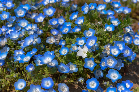 蓝眼睛小花花田蓝花毯