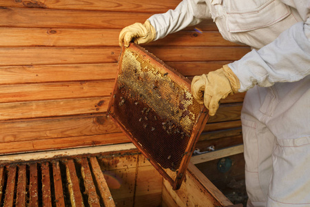 养蜂人的手从蜂巢里拿出一个带有蜂窝的木框。 收集蜂蜜。 养蜂概念。