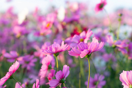 特写美丽的粉红色宇宙花在田野里，阳光在早晨选择性聚焦