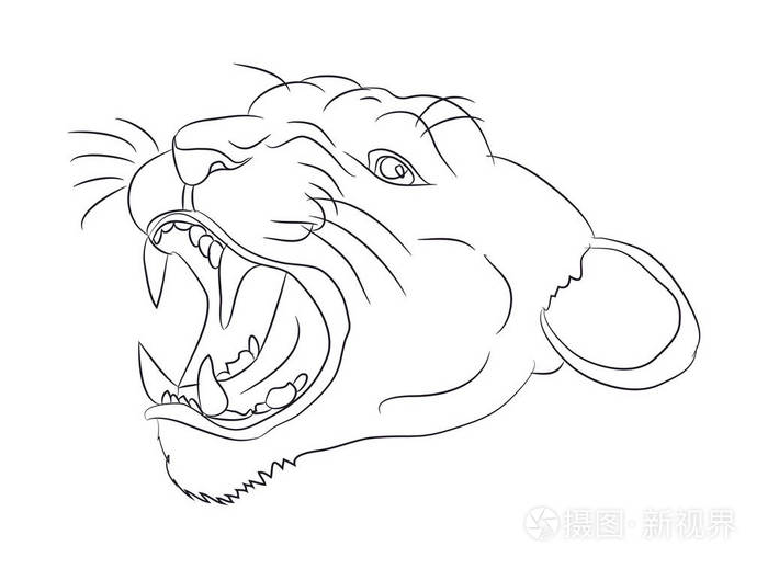 美洲狮画线矢量白底肖像