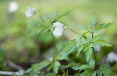 绿草中嫩嫩的春白花近景