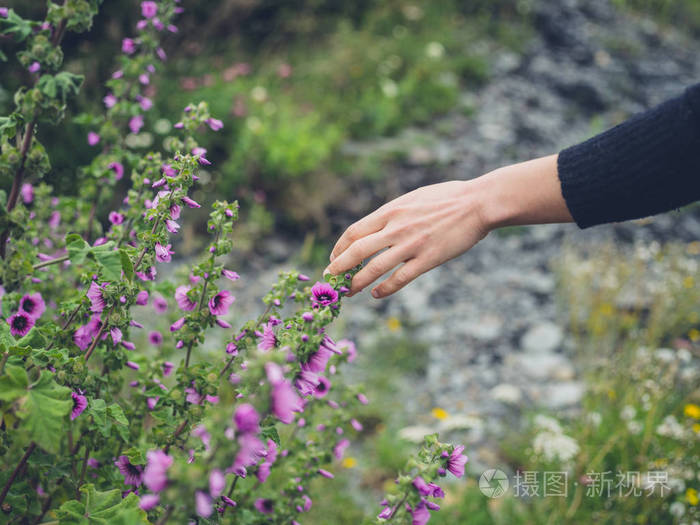 一只年轻的雌性手在夏天的草地上触摸一些花