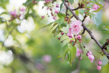 春天花园中盛开的粉红色樱花树的近景