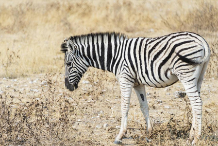 s Zebra at wild life, Etosha National Park, Namibia, Africa