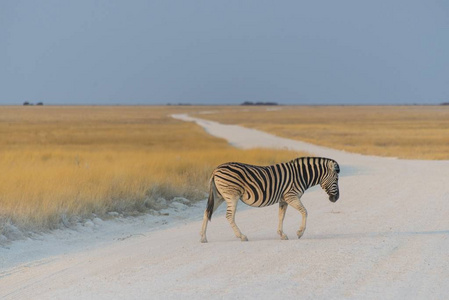平原斑马线土路依塔国家公园纳米比亚非洲