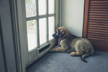 一只可爱的莱昂伯格小狗在门口等着
