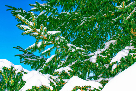 冰冻的冬林，覆盖着雪的树木。