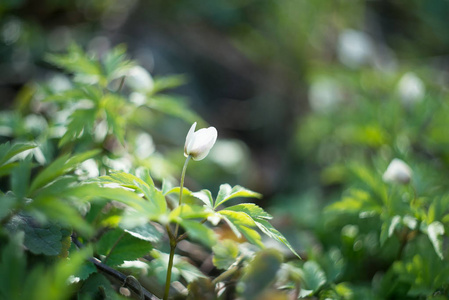 绿草中嫩嫩的春白花近景