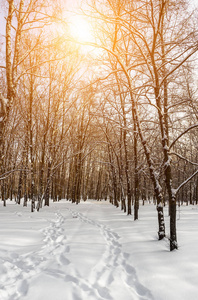 日落在树林之间的树木应变在冬季的森林雪景。