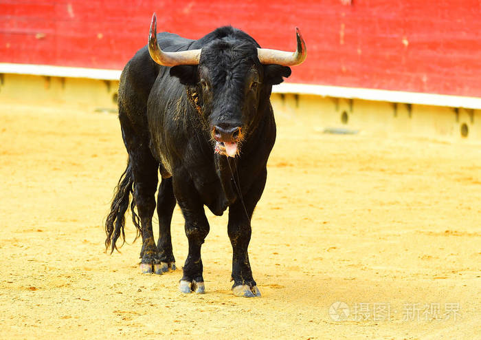 西班牙公牛在西班牙大角斗牛