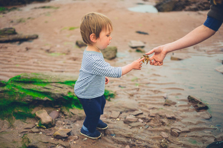 海滩上的一个小男孩正被他的母亲展示给一只螃蟹