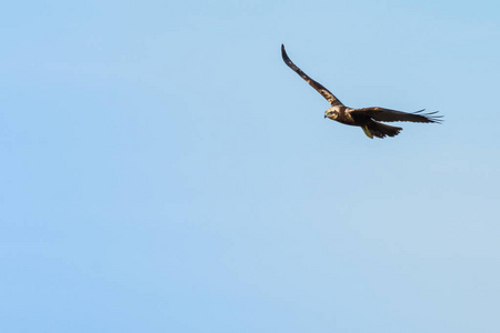 在西班牙瓦伦西亚的自然公园里,雄鹰在蔚蓝无云的天空中飞翔照片