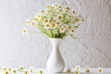 白色背景花瓶中的洋甘菊