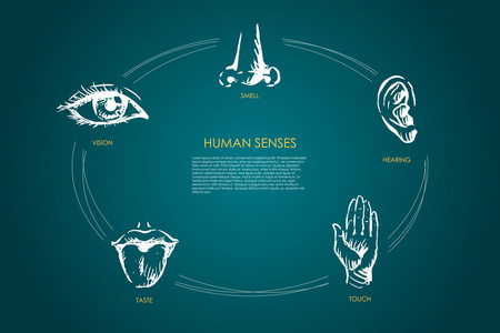 人类感官-视觉,味觉,触觉,听觉,嗅觉向量概念集照片