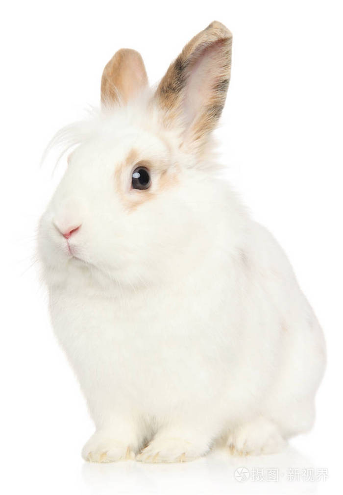 白色背景上一只年轻兔子的肖像. 动物宝宝主题