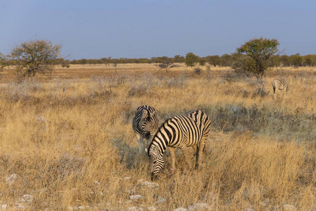 s Zebras at wild life, Etosha National Park, Namibia, Africa