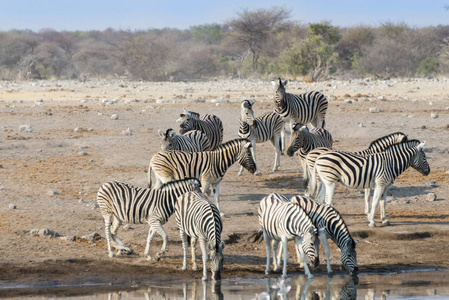 s Zebras  herd drinking at the Chudop waterhole, Etosha National