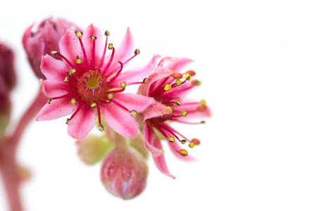 半膜分离物. 粉红色的小花. 正面视图照片