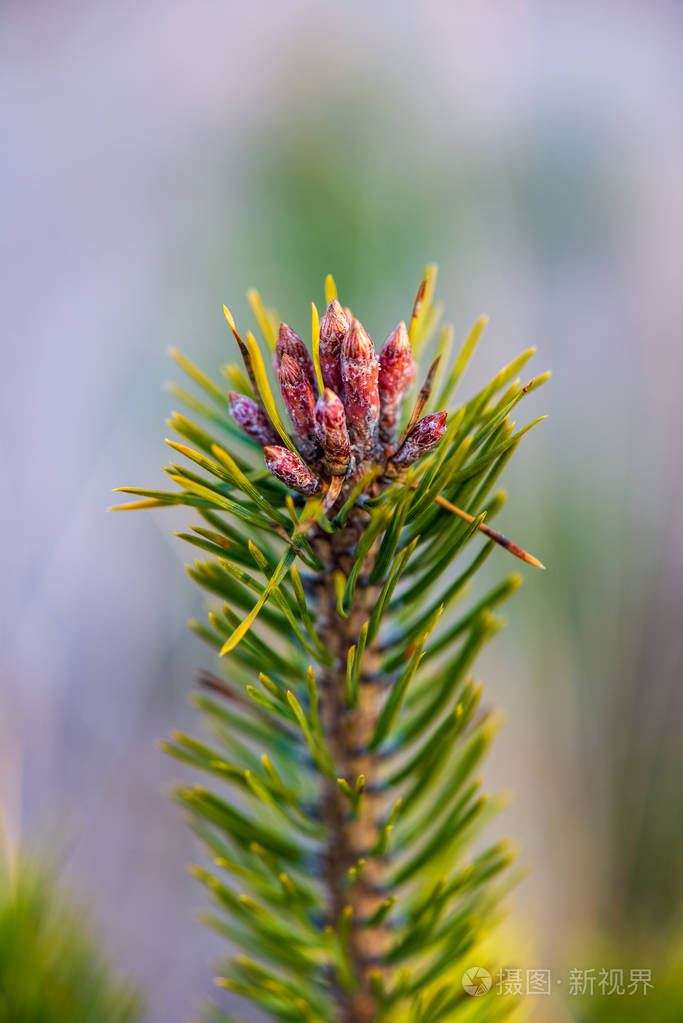 松树开着纽扣春天盛开的树木
