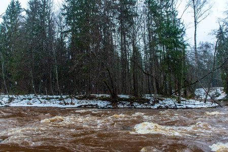 白色冬林中的快速河流。 阴天，黑褐色的水在雪地里冲来