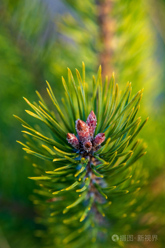 松树开着纽扣春天盛开的树木