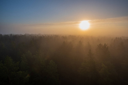 太阳在薄雾覆盖的森林里升起。 能见度低的雾中太阳光线