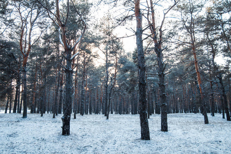 有树木的冬季森林全景