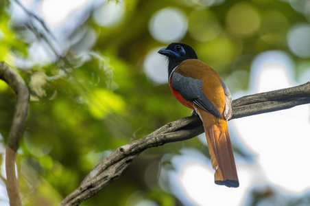 (myophonus caeruleus) 鸟马塔巴克在印尼中部的传统市场食品中供应
