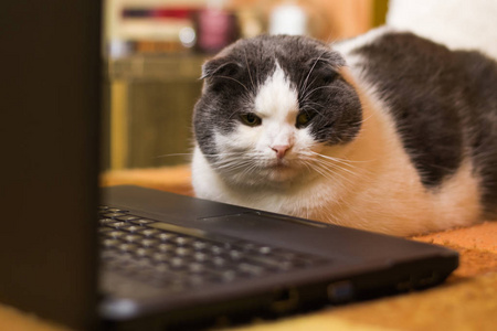 坐在笔记本电脑前的猫