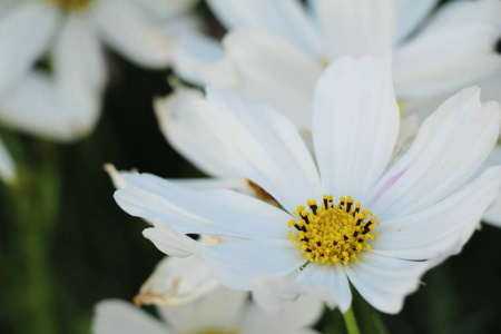 美丽的宇宙花园里五颜六色的花