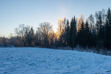 太阳在大雪覆盖的森林里升起。 第一缕光线照射在结霜的树枝上，给广阔的景观着色