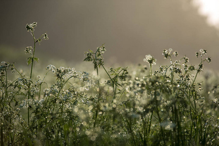 草甸雾蒙蒙的早晨，有清新的露珠和明亮的阳光