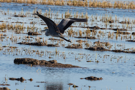 美丽的灰色苍鹭Ardeacinerea在西班牙阿尔布菲拉巴伦西亚自然公园的稻田里飞行。 自然背景
