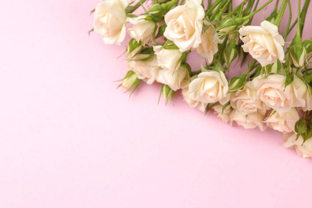 米色美丽的迷你玫瑰框架在明亮的粉红色背景。 普拉兹尼基。 文本的地方。