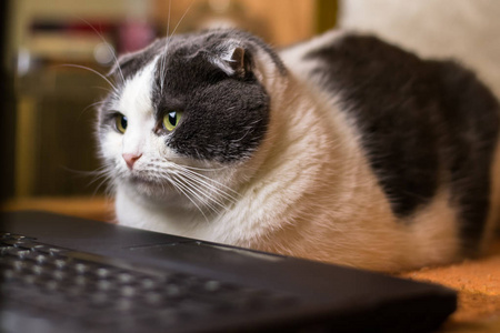 坐在笔记本电脑前的猫