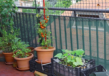 蔬菜园中的红西红柿城市花瓶在公寓的露台上