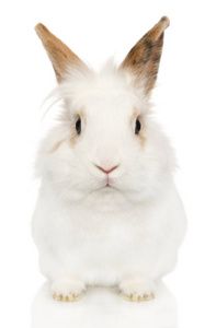 白色背景上一只年轻兔子的肖像。 婴儿动物主题正面