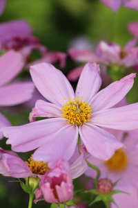 美丽的宇宙花园里五颜六色的花