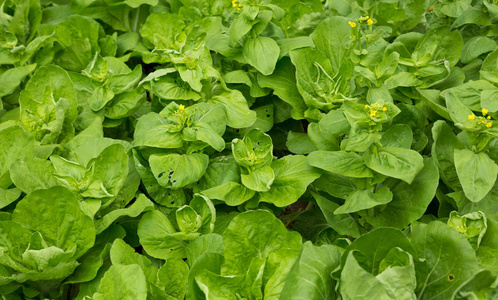 绿色开花的大白菜作物在菜园生长照片