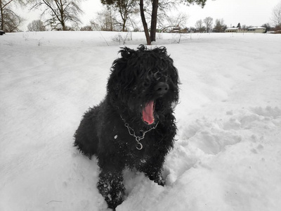 大黑狗白雪黑狗