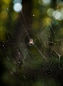 s a spider in the web