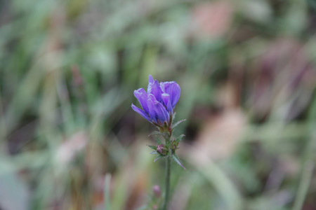 矢车菊地矢车菊蓝色