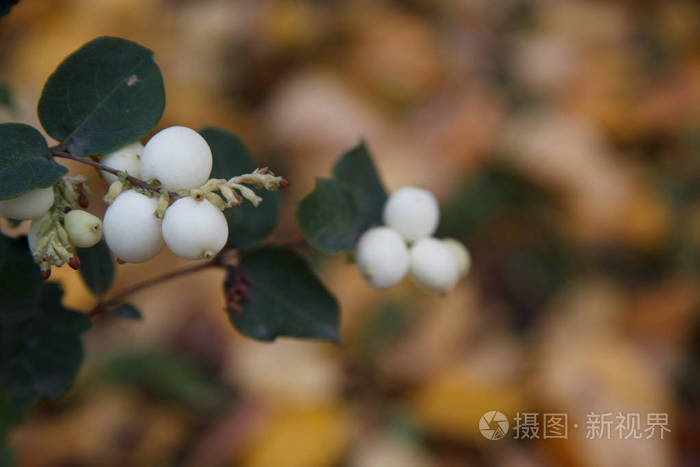 白色浆果雪莓狼浆果