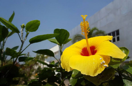 黄色芙蓉花在花园中的选择性焦点