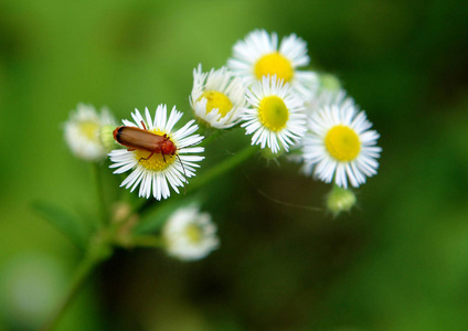 春季开花植物吸引甲虫和其他昆虫