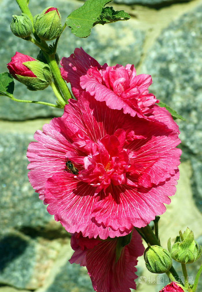 美丽的红冬青马尔瓦花开在花园里