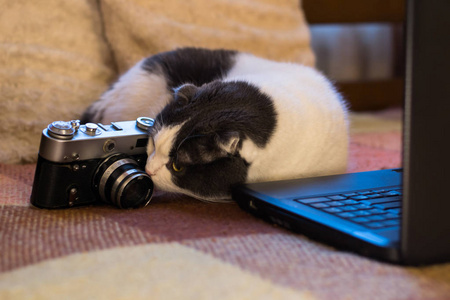 猫坐在笔记本电脑前的摄像头旁边