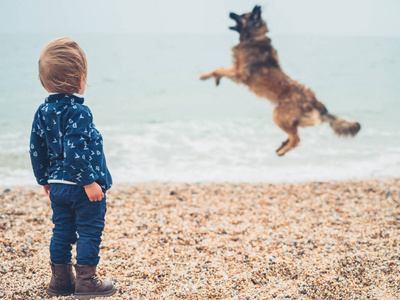 海滩上一个蹒跚学步的小男孩正在看一只巨大的莱昂伯格狗跳